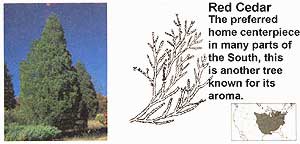 Conifers: Red Cedar.